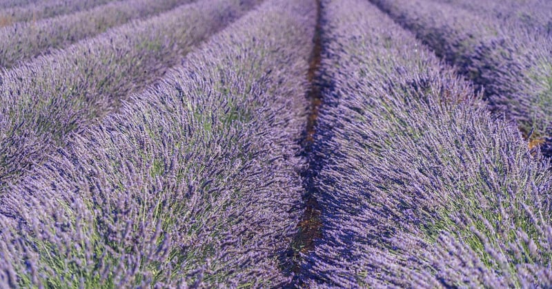 Where to camp near the lavender fields in the Drôme in 2026: eight stops a campervan couple would book again